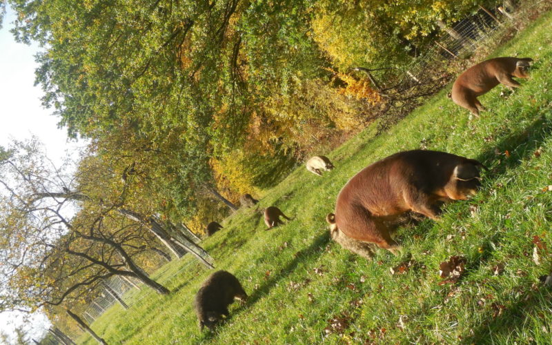 Mostviertler Weideschwein Schweinefleisch Schwein Duroc Mangalitza Freilandhaltung Natur Wald nachhaltig Strengberg